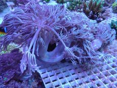 画像1: No.1 ウミアザミ　ライブロック付き　XXLサイズ (1)