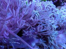 画像2: No.1 ウミアザミ　ライブロック付き　XXLサイズ (2)