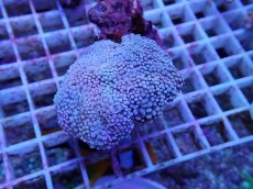 画像1: No.1 カンムリハナサンゴ (1)