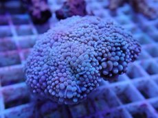 画像2: No.1 カンムリハナサンゴ (2)