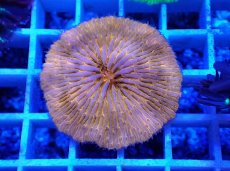 画像1: No.17 クサビライシ オレンジ (1)