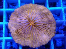 画像2: No.17 クサビライシ オレンジ (2)