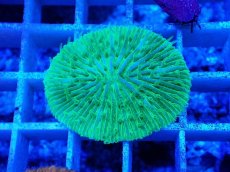 画像1: No.18 クサビライシ グリーン (1)