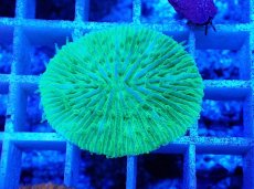 画像2: No.18 クサビライシ グリーン (2)