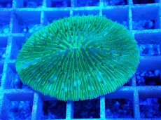 画像1: No.19 クサビライシ グリーン (1)