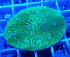 画像2: No.19 クサビライシ グリーン (2)