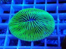 画像1: No.20 クサビライシ グリーン (1)