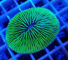 画像2: No.20 クサビライシ グリーン (2)