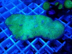 画像1: No.21 クサビライシsp グリーン (1)