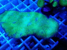 画像2: No.21 クサビライシsp グリーン (2)