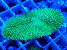 画像1: No.22 キュウリイシ グリーン (1)