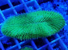 画像2: No.22 キュウリイシ グリーン (2)