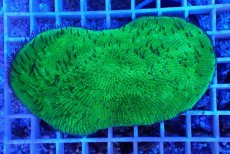 画像1: No.23 クサビライシsp グリーン (1)