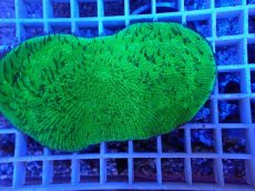 画像2: No.23 クサビライシsp グリーン (2)