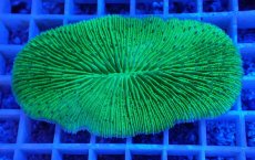 画像1: No.24 ゾウリイシ グリーン (1)