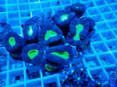 画像1: No.1 フィジー産 ネジレタバネサンゴ ツートン (1)