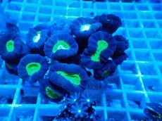 画像2: No.1 フィジー産 ネジレタバネサンゴ ツートン (2)