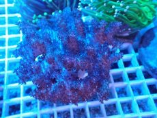 画像1: No.1 沖縄産 コルトコーラル (1)