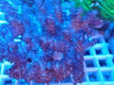 画像2: No.1 沖縄産 コルトコーラル (2)