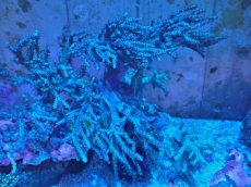 画像1: No.2 沖縄産 ヤナギカタトサカ (1)