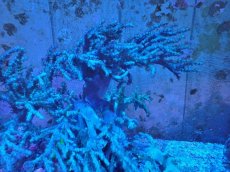 画像2: No.2 沖縄産 ヤナギカタトサカ (2)