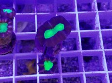 画像1: No.3 フィジー産 ネジレタバネサンゴ ツートン (1)