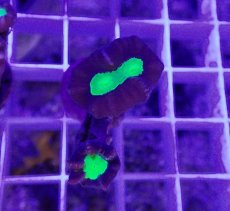 画像2: No.3 フィジー産 ネジレタバネサンゴ ツートン (2)