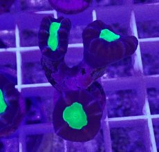 画像1: No.4 フィジー産 ネジレタバネサンゴ ツートン (1)