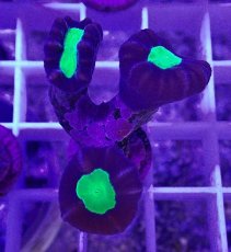 画像2: No.4 フィジー産 ネジレタバネサンゴ ツートン (2)