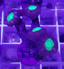 画像1: No.4 フィジー産 ネジレタバネサンゴ ツートン (1)