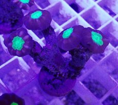 画像2: No.4 フィジー産 ネジレタバネサンゴ ツートン (2)