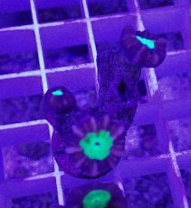 画像1: No.5 フィジー産 ネジレタバネサンゴ ツートン (1)