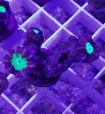 画像2: No.5 フィジー産 ネジレタバネサンゴ ツートン (2)