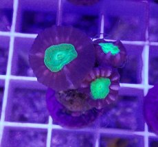 画像1: No.6 フィジー産 ネジレタバネサンゴ ツートン (1)