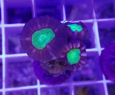 画像2: No.6 フィジー産 ネジレタバネサンゴ ツートン (2)