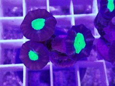 画像1: No.7 フィジー産 ネジレタバネサンゴ ツートン (1)