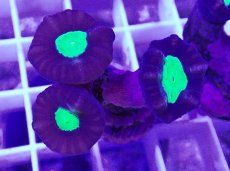 画像2: No.7 フィジー産 ネジレタバネサンゴ ツートン (2)