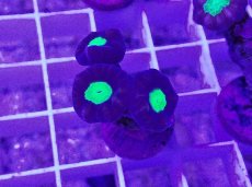 画像1: No.8 フィジー産 ネジレタバネサンゴ ツートン (1)