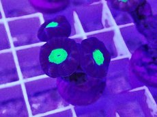 画像2: No.8 フィジー産 ネジレタバネサンゴ ツートン (2)