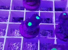 画像1: No.9 フィジー産 ネジレタバネサンゴ ツートン (1)