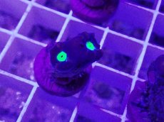 画像2: No.9 フィジー産 ネジレタバネサンゴ ツートン (2)