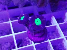 画像1: No.10 フィジー産 ネジレタバネサンゴ ツートン (1)