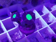 画像2: No.10 フィジー産 ネジレタバネサンゴ ツートン (2)