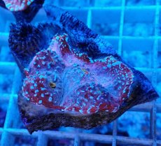 画像1: No.1  フィジー産 キッカサンゴ ピンクマルチ (1)