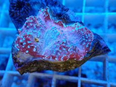 画像2: No.1  フィジー産 キッカサンゴ ピンクマルチ (2)