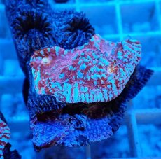 画像1: No.2  フィジー産 キッカサンゴ ピンクマルチ (1)