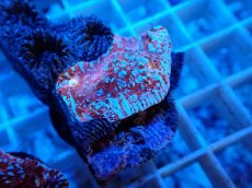 画像2: No.2  フィジー産 キッカサンゴ ピンクマルチ (2)