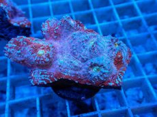 画像1: No.3  フィジー産 キッカサンゴ ピンクマルチ (1)