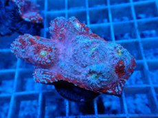 画像2: No.3  フィジー産 キッカサンゴ ピンクマルチ (2)