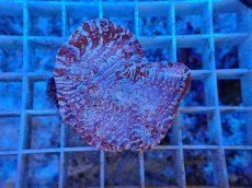 画像1: No.4  フィジー産 キッカサンゴ ピンクマルチ (1)